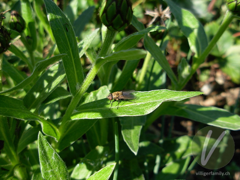 Kurzrüssliger Wollschweber: Übersicht